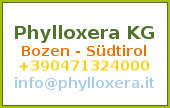 Phylloxera